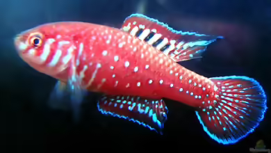 Simpsonichthys boitonei im Aquarium halten