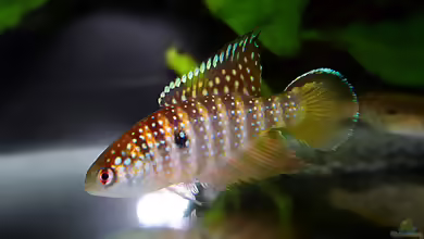 Simpsonichthys notatus im Aquarium halten