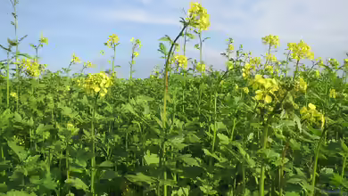 Sinapis alba im Garten pflanzen