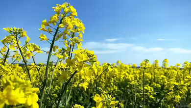 Sinapis arvensis im Garten pflanzen