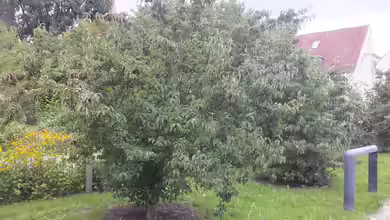 Sind die Früchte der Kornelkirsche essbar und welchen ökologischen Nutzen hat sie im Garten?