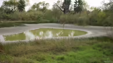 Sinkender Wasserstand: Ein Problem für die Teichpflanzen?