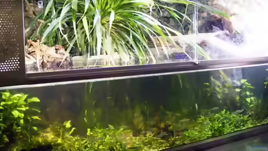 Sintflut im Regenwald