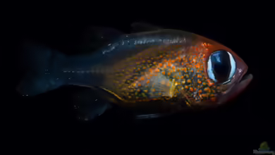 Siphamia arnazae im Aquarium halten
