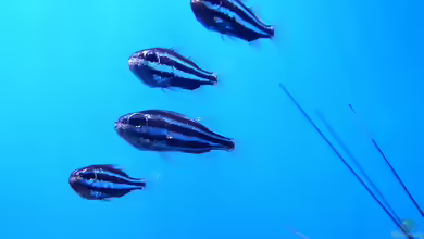 Siphamia tubifer im Aquarium halten