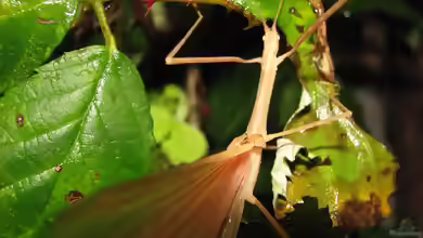 Sipyloidea sipylus im Terrarium halten