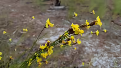 Sisyrinchium californicum am Gartenteich
