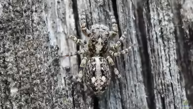 Sitticus pubescens: Vierpunktspringspinne im Terrarium halten