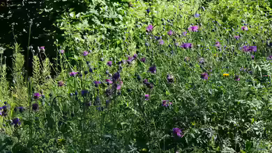 Skabiosen - filigrane Dauerblüher für sonnige Beete und naturnahe Gärten