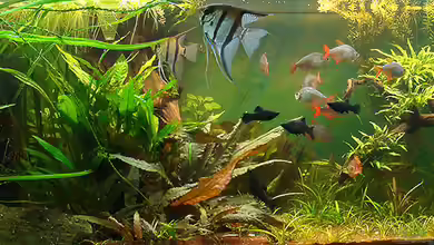 Skalarbecken aufgelöst! von Lukas ><°>