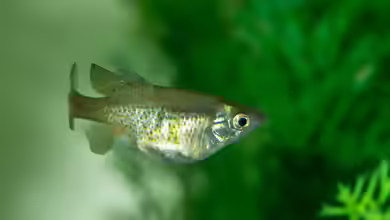 Skiffia francesae: Goldener Hochlandkärpfling im Aquarium halten