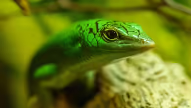 Skinke - Faszinierende Echsen zwischen Anpassungskünstlern und Terrarientraum
