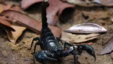 Skorpione im Terrarium halten