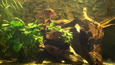 Smaragd (nur noch Beispiel) von American Stone