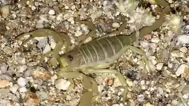Smeringurus mesaensis im Terrarium halten