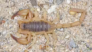 Smeringurus vachoni im Terrarium halten