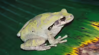 Smilisca baudinii im Terrarium halten