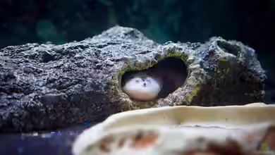 So kannst du mit Ton passende Höhlen für Axolotl gestalten