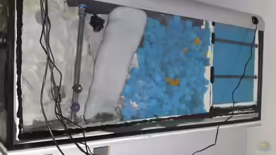 So oft muss man den Rückwandfilter von Aquarienkontor reinigen