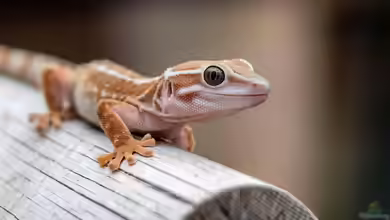 So richtest du ein Terrarium mit Geckos ein