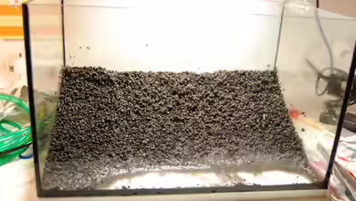 Soil als Bodengrund im Aquarium