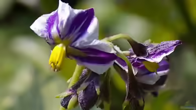 Solanum muricatum im Garten pflanzen
