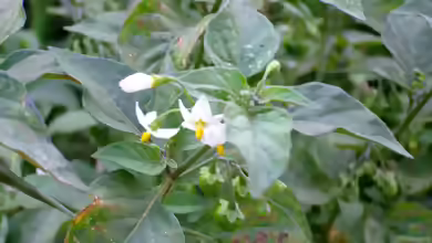 Solanum nigrum im Garten pflanzen