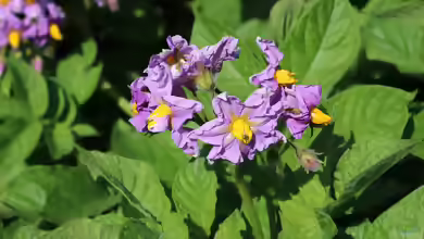 Solanum tuberosum im Garten pflanzen