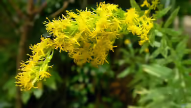 Solidago canadensis im Garten pflanzen