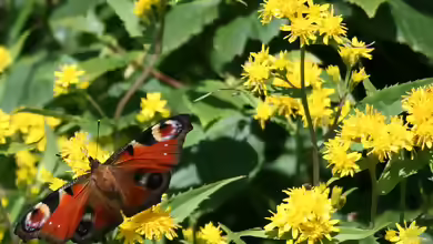 Solidago virgaurea im Garten pflanzen