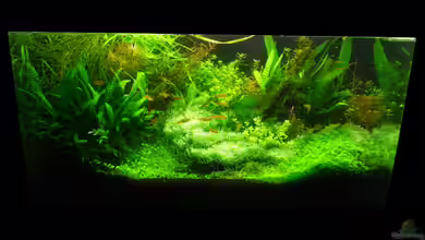 Sommertraum (nicht mehr in Betrieb) von Torsten Franke