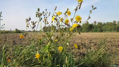 Sonchus arvensis am Gartenteich