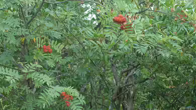 Sorbus americana im Garten pflanzen
