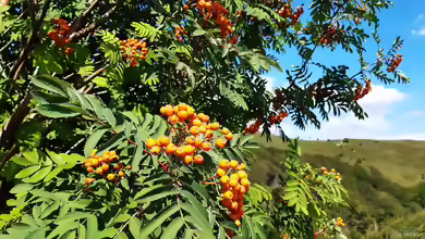 Sorbus aucuparia im Garten pflanzen