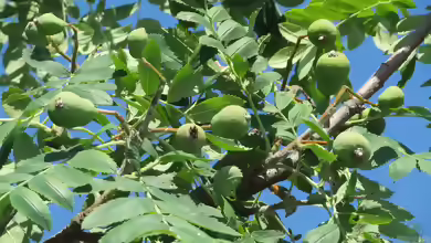 Sorbus domestica im Garten pflanzen