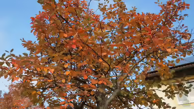 Sorbus intermedia im Garten pflanzen