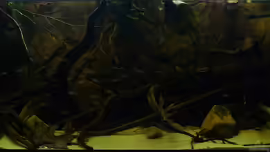 South America Biotope Nur noch als Beispiel von DerImperator