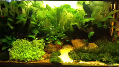 South-America-Landscape von spanky_cruz