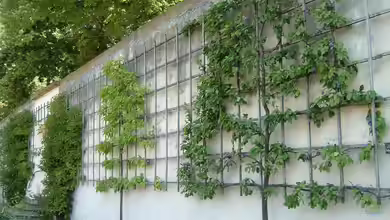 Spalierobst: Kreativer Obstgarten für kleine Flächen und stilvolle Gärten