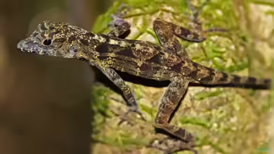 Spanische Flaggen-Anole im Terrarium halten