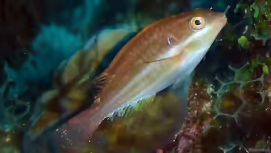 Sparisoma atomarium im Aquarium halten