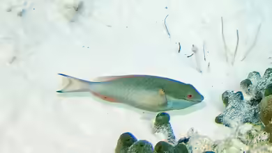 Sparisoma aurofrenatum im Aquarium halten