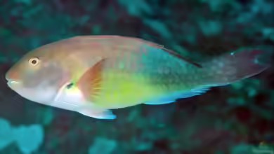 Sparisoma choati im Aquarium halten