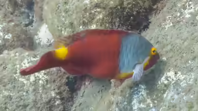 Sparisoma cretense im Aquarium halten