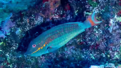 Sparisoma rocha im Aquarium halten