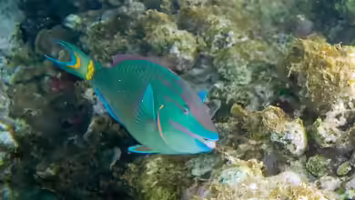 Sparisoma viride im Aquarium halten