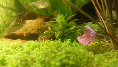 Sparkle of the lake II FAILED II von Jonas (Trancemania)