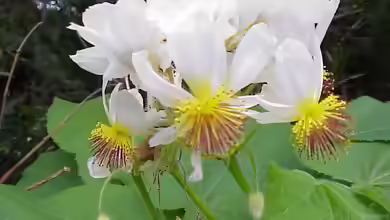 Sparmannia africana im Garten pflanzen