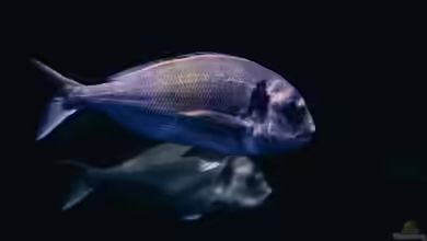 Sparus aurata im Aquarium halten