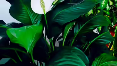 Spathiphyllum wallisii / Friedenslilie, Blattfahne, Scheidenblatt